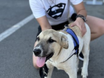 A kolozsvári önkormányzat a házi kedvencek felé nyit, Apahidán dokumentumautomata működik