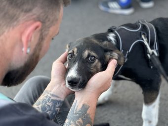 A kutyák fülének megcsonkítása is bűncselekménynek minősül
