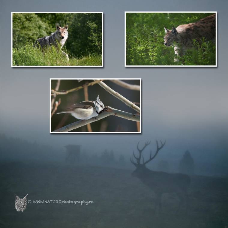 „Vad pillanatok” a múzeumban