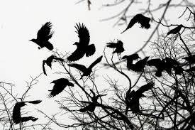 Varjúmentes az Erzsébet park