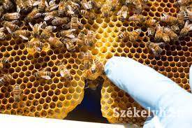 &bullet;  Fotó: Szabó Enikő