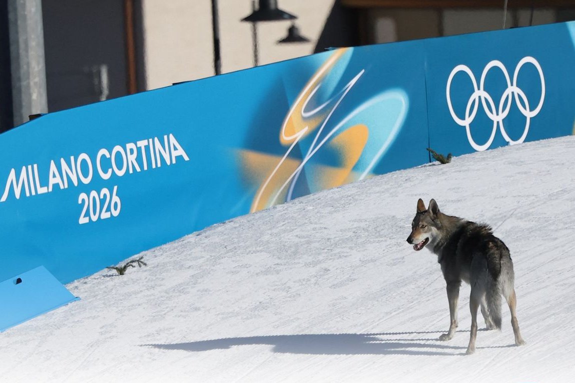 Nagy médiafigyelmet kapott a Nazgul nevű farkaskutya, amely a női sífutó csapatverseny résztvevői közé csatlakozott be a mezőny finisében, és célba is ért. Kiváló sportteljesítményéről célfotó is készült &bullet;  Fotó: AFP
