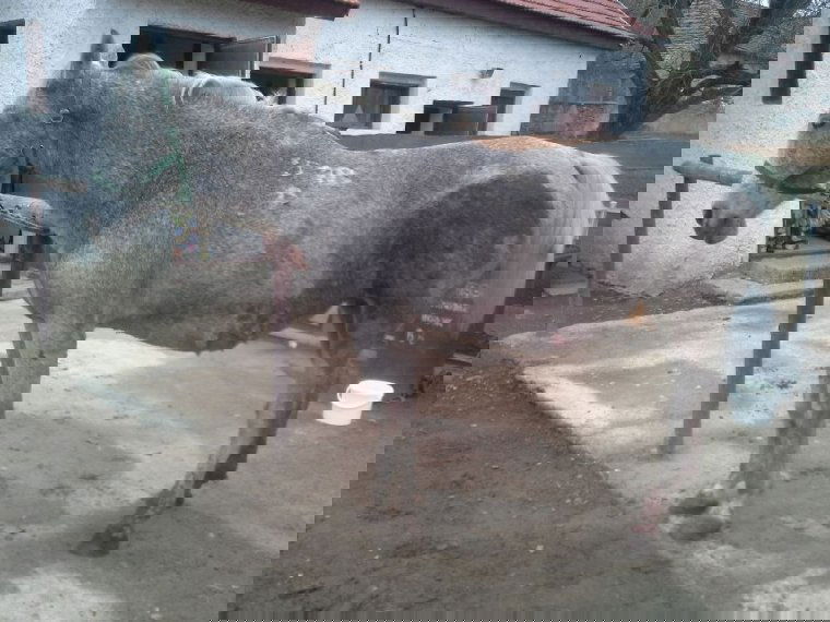 „Csak” egy ló esett áldozatul