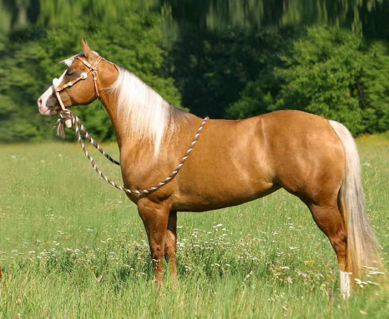 Az amerikai quarter horse