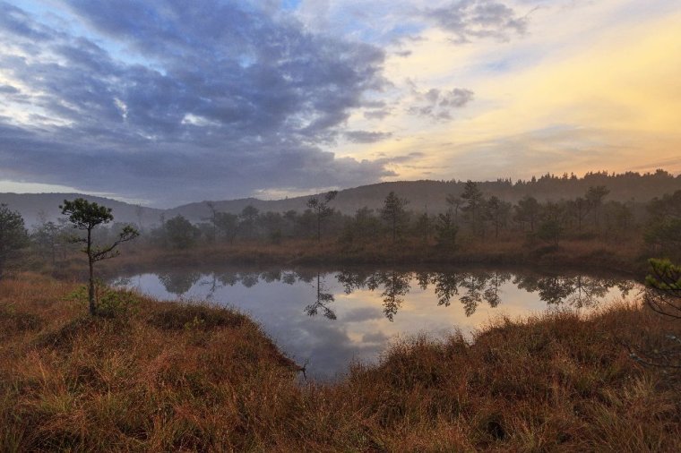 Életszagú tanulmányok
