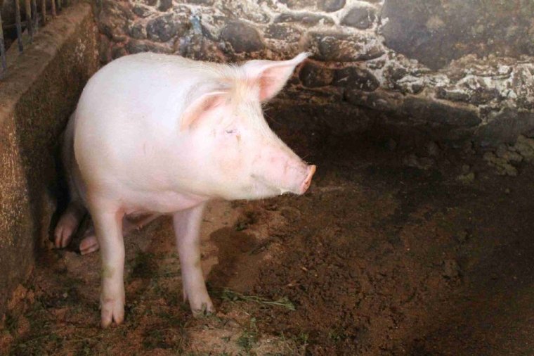 Naprakész gazdalajstromok