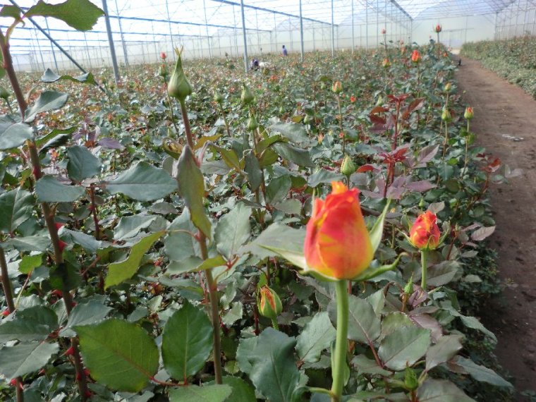 Újabb virágimport-rekord