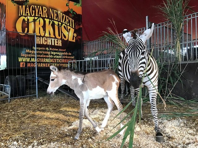 Zebraszamár született a budapesti cirkuszban