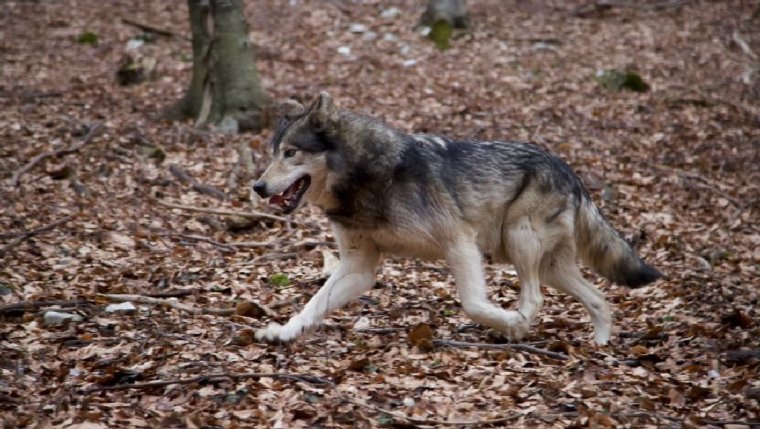 Filmcsemegék három napig