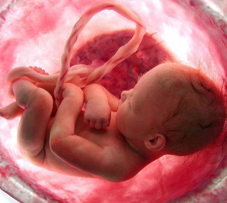 Kormot találtak brit anyák méhlepényében