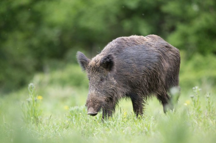 230 ezer sertés pusztult el