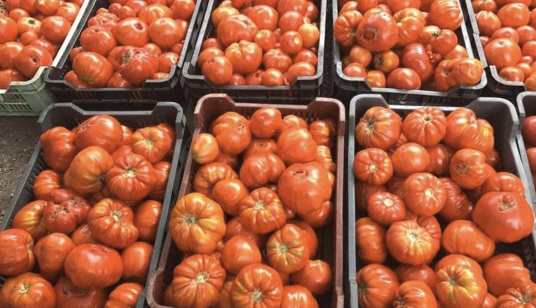 Jön a „téli”, friss paradicsom