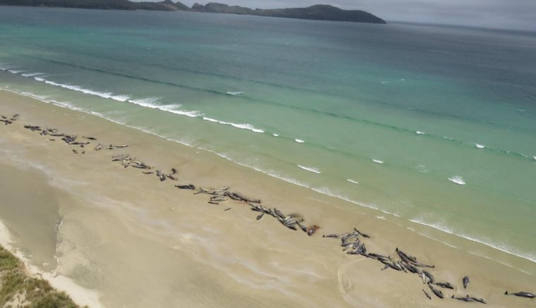 145 delfin vetődött partra és pusztult el Új-Zélandon