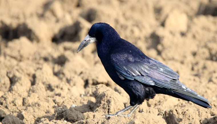 Madárriasztási aggályok