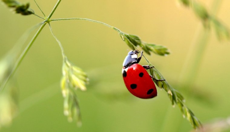 Riasztó mértéket ölt a rovarfajok kihalása