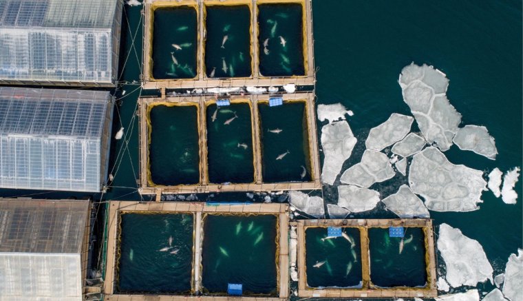 Az összes delfint szabadon engedik az orosz 