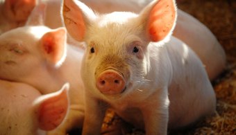 Mezőgazdasági miniszter: a sertéshús-termelésben is megvalósulhat a baromfiágazat sikere
