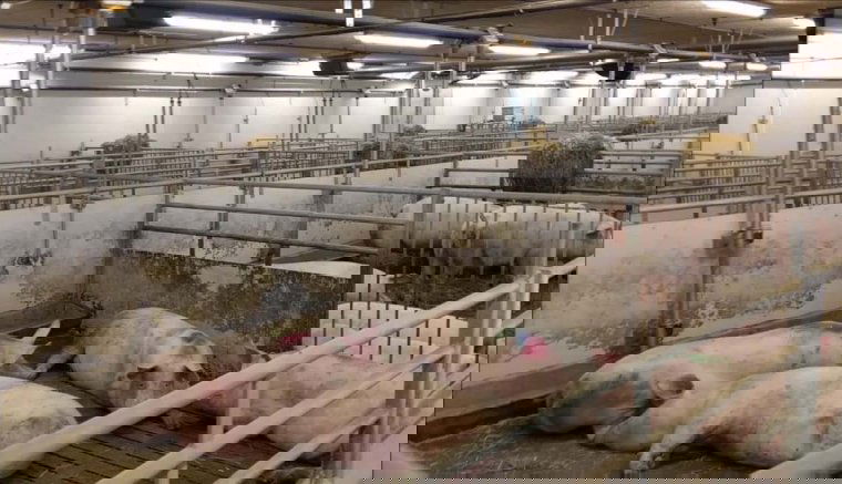 Tömeges bezárások fenyegetik a sertésfarmokat