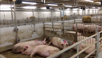 Válságban a romániai sertéságazat: tömeges bezárások fenyegetik a gazdaságokat