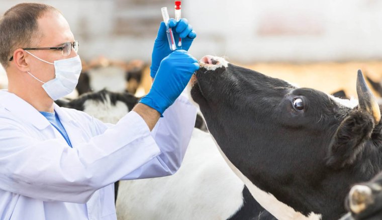 Nem fizet, de számonkér az állam: pénzükért perelnek a Kovászna megyei állatorvosok