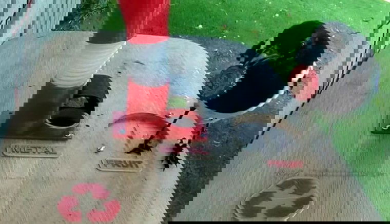 Kupakokkal fizetnek a szarkák az ételautomatánál