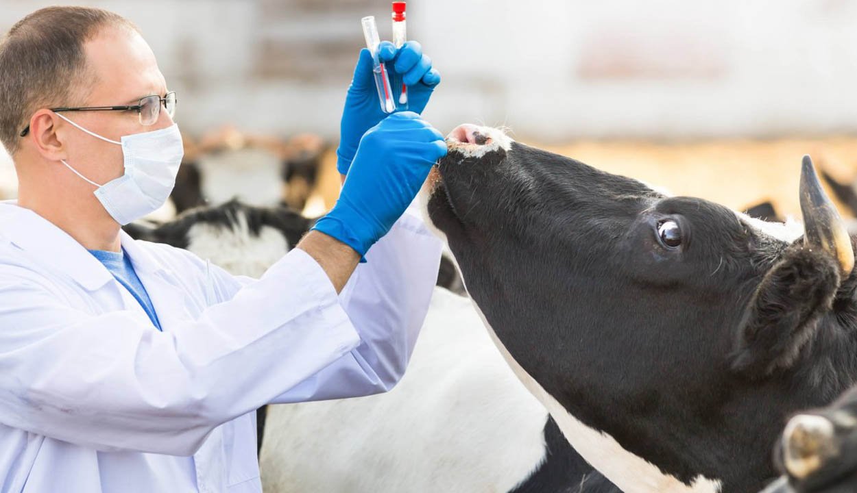 Az állatorvosok nem mulaszthatják el a kötelezettségeiket, de az állam ezt megengedi magának. Képünk illusztráció