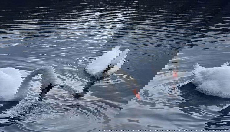 Idejében elmentek a hattyúk