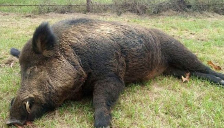 Újra sertéspestis Háromszéken