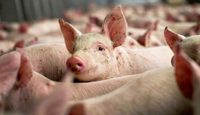 Komoly szigorítások jöhetnek a saját fogyasztásra sertést nevelő gazdák számára