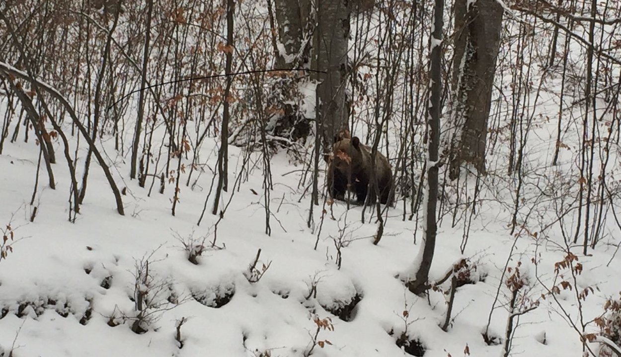 tél, lelassulás, karácsony, egyensúly, természet