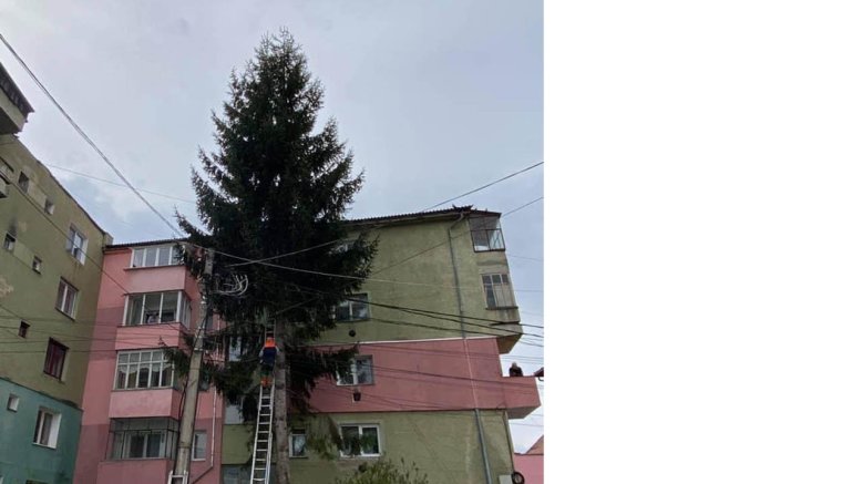 Kivágták a magas fákat