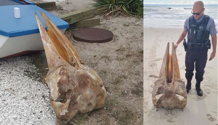 Óriási lény koponyája vetődött partra az Egyesült Államokban