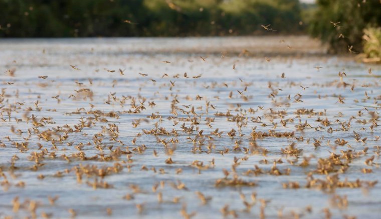 Látványos felvételeken a kérészek rajzása a Duna-deltában