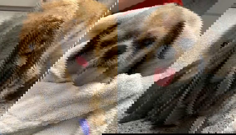 Csaknem 3 kiló összetapadt szőrtől szabadítottak meg egy kóbor ölebet