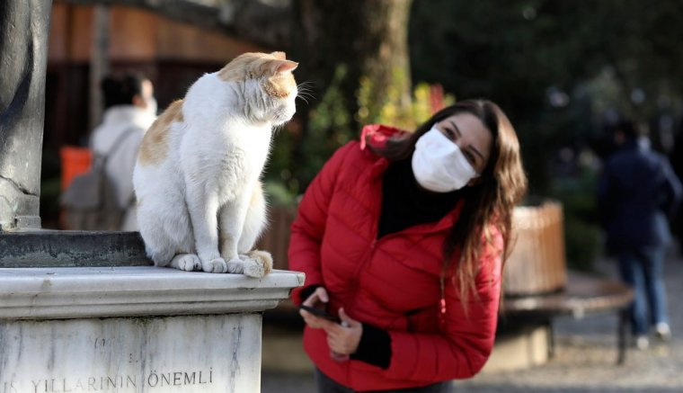 A kutyák és a macskák gyakran elkapják a koronavírus-fertőzést gazdáiktól