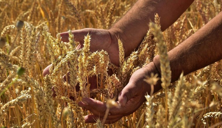 Jó gabonatermés várható