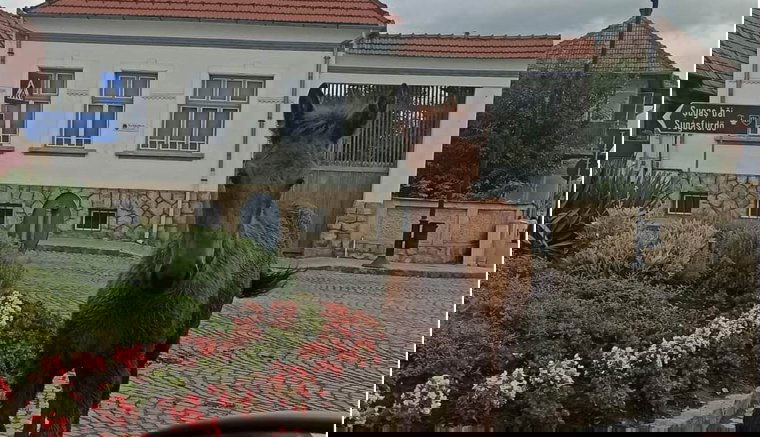 Városlátogató kóbor lovak