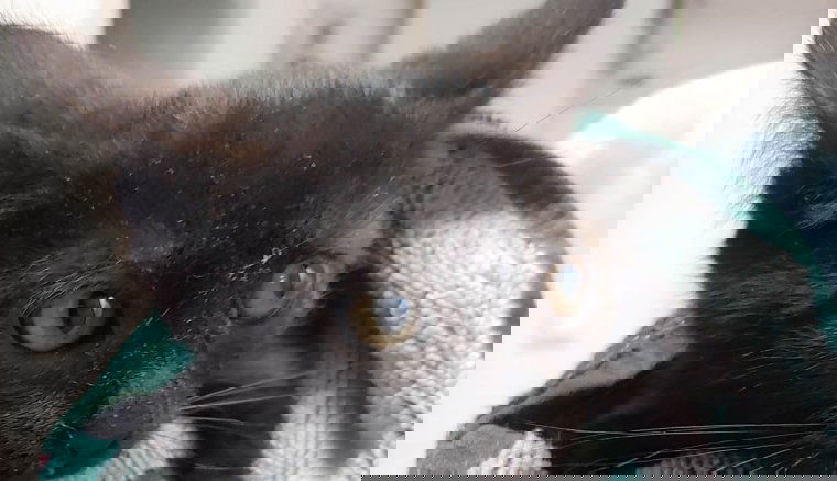 Álom marad a macskamenhely?