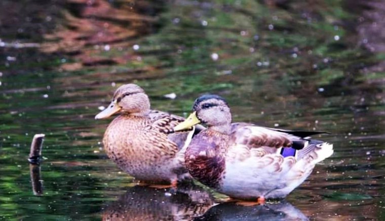 Mozaik - Folyóparton