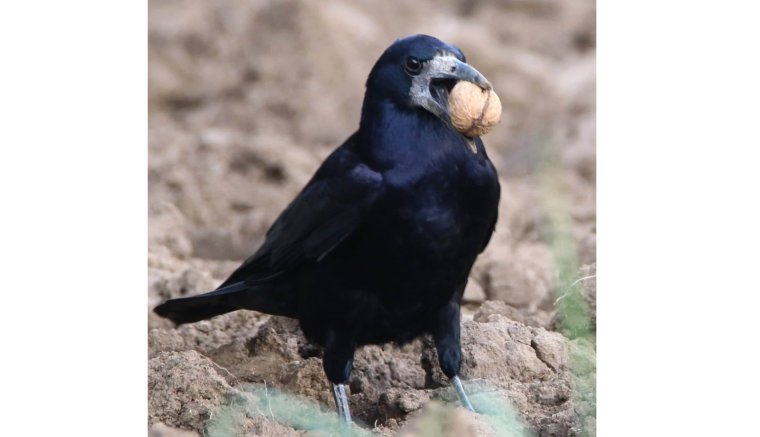 A kertészkedő varjak