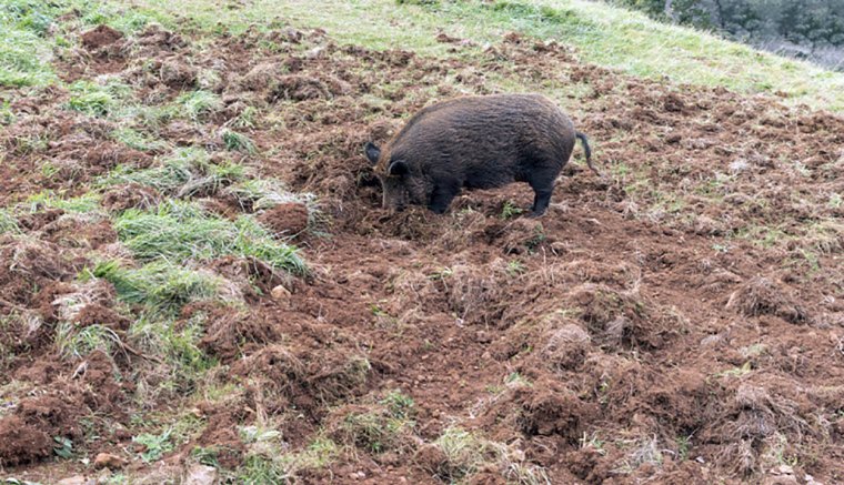 Ne hagyják a vadkárokat