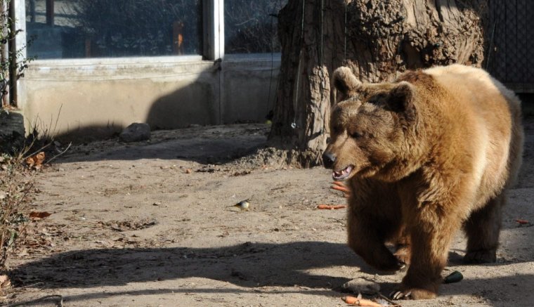 Újból megszavazta a parlament: a veszélyes medvéket azonnal el lehet távolítani településen kívül is
