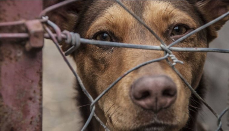 Kihirdette az államfő az állatkínzásért járó büntetéseket súlyosbító törvényt
