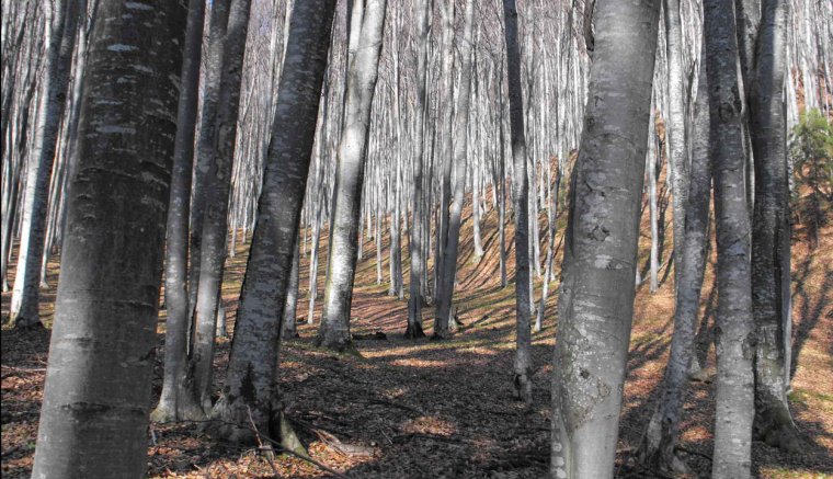 Nagyot nőtt a kereslet a tűzifára