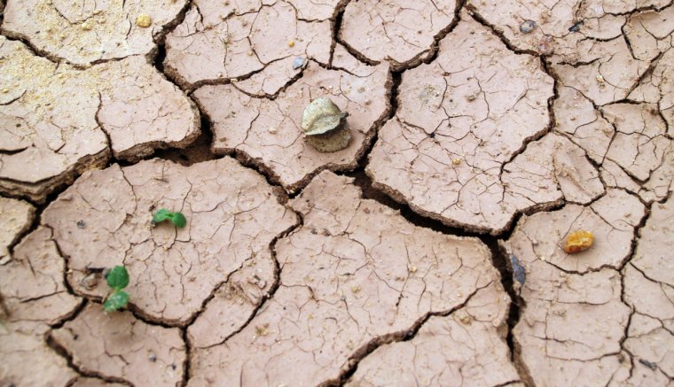 Mintegy 365 millió lejt szán a kormány az aszály sújtotta gazdák kártalanítására