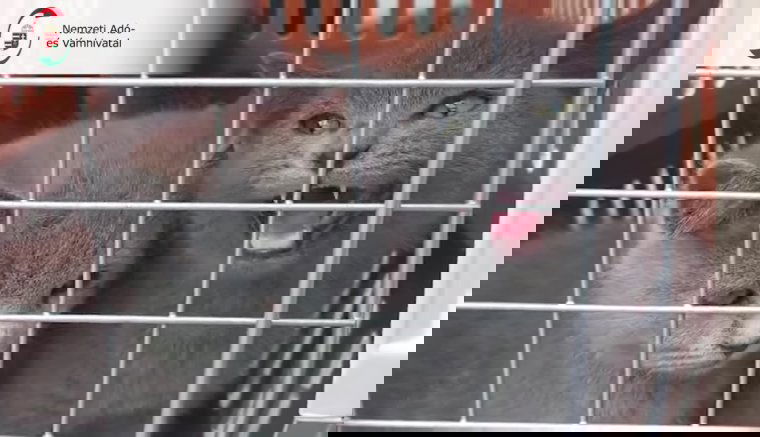 Útlevél nélkül utaztatott macskákat koboztak el egy román buszról Magyarországon