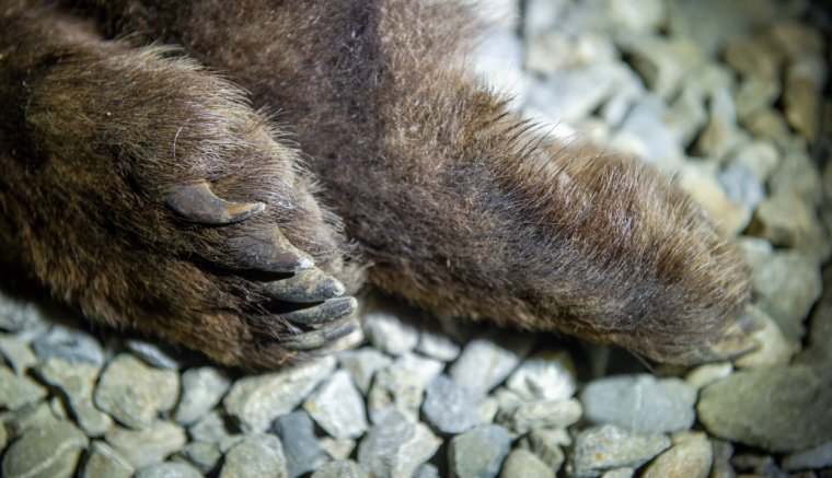 Attörést sikerült elérni a medveügyben az Európai Unióban