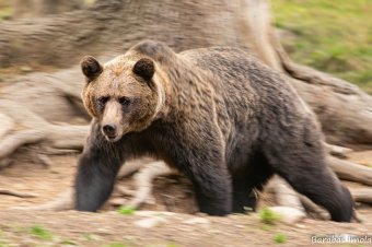 Minimum 2000 medvének nem jut élőhely az országban - de inkább 4000-nek