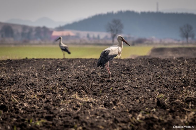 A fehér gólyák is szeretik Székelyföldet