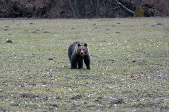 Számottevő pusztításba kezdtek a medvék Baróton és környékén